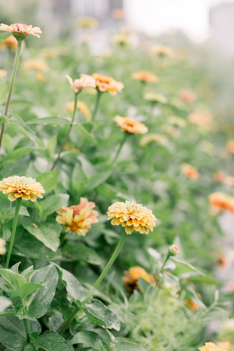 Cutting Garden Brunch & Bloom | April 11th, 2026 | 10am-12pm